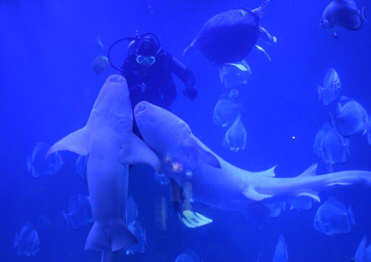 Hurghada Grand Aquarium